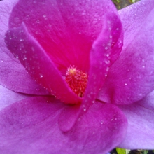 Magnolia `Cleopatra`