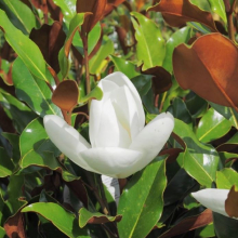 Magnolia grandiflora `Little Gem`