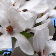 Magnolia kobus 