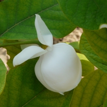 Magnolia sieboldii