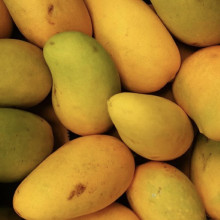 Mangifera indica `Ataulfo`