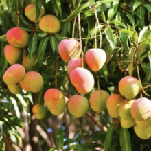 Mangifera indica `Kent`