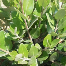 Metrosideros hybrid `Mistral`