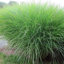 Miscanthus sinensis `Gracillimus`