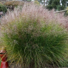 Miscanthus sinensis `Gracillimus`