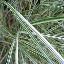 Miscanthus sinensis `Morning Light`