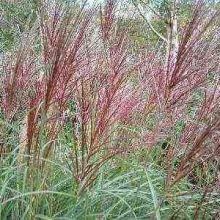 Miscanthus sinensis `Gracillimus`