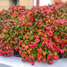 Nandina domestica `Fire Power` NAGY NÖVÉNY!