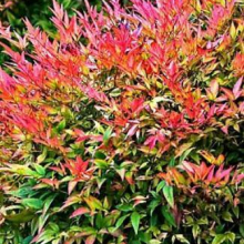 Nandina domestica `Sunset Boulevard`