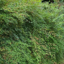 Nandina domestica 10 darabos kedvezményes sövénycsomag