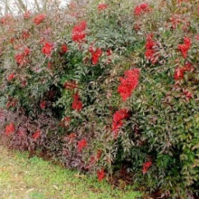 Nandina domestica 10 darabos kedvezményes sövénycsomag