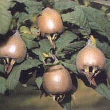 Mespilus germanica `Szentesi Rózsa`
