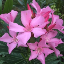 Nerium oleander `Nain de Tidilli`