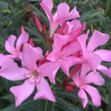 Nerium oleander `Nain de Tidilli`