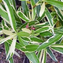 Nerium oleander `Variegata` (syn.:Splendens Foliis Variegatis, Mrs. Runge)