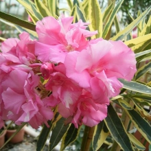 Nerium oleander `Variegata` (syn.:Splendens Foliis Variegatis, Mrs. Runge)