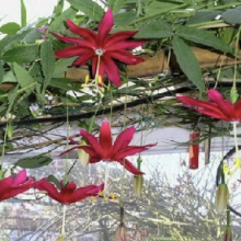 Passiflora antioquiensis