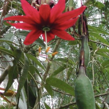 Passiflora antioquiensis