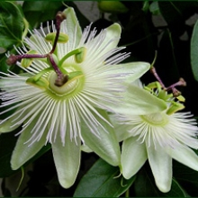 Passiflora caerulea `Constance Elliott`