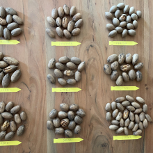 Carya illinoiensis `Bean (Big Boy)` MAGCSEMETE!