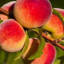 Persica vulgaris `Zolotaja Moskva`