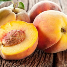 Persica vulgaris `Zolotaja Moskva`