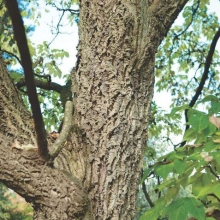 Phellodendron amurense