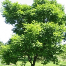 Phellodendron amurense