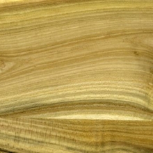 Phellodendron amurense