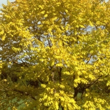 Phellodendron amurense