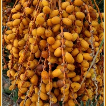 Phoenix canariensis NAGY NÖVÉNY!