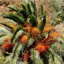 Phoenix canariensis NAGY NÖVÉNY!