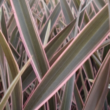 Phormium tenax SZOLITEREK!