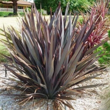 Phormium tenax SZOLITEREK!