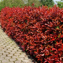 Photinia fraseri `Red Robin`