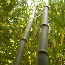 Phyllostachys aureosulcata (EMELT POSTADÍJAS!)