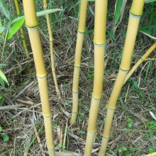 Phyllostachys aureosulcata `Aureocaulis` (EMELT POSTADÍJAS!)