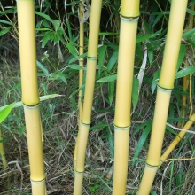 Phyllostachys aureosulcata `Aureocaulis` (EMELT POSTADÍJAS!)