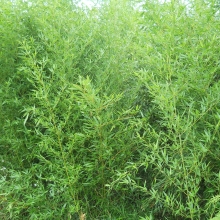 Phyllostachys bissetii (EMELT POSTADÍJAS!)
