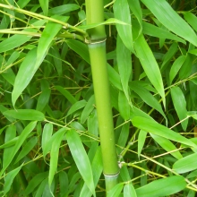 Phyllostachys flexuosa (EMELT POSTADÍJAS!)