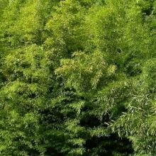 Phyllostachys flexuosa (EMELT POSTADÍJAS!)