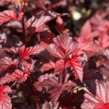 Physocarpus opulifolius `Lady in Red`