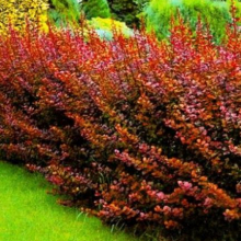 Physocarpus opulifolius `Red Baron`