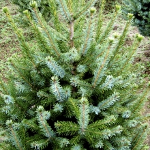 Picea omorika 