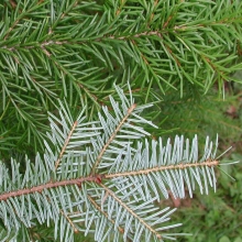 Picea omorika 