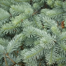Picea pungens f. glauca