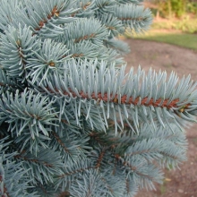 Picea pungens f. glauca