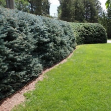 Picea pungens f. glauca