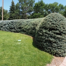 Picea pungens f. glauca