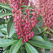 Pieris japonica `Cupido`